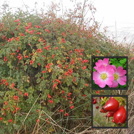 Rose Sweet Briar Hedging - Rosa Rubignosa 40cm - 60cm Bareroot